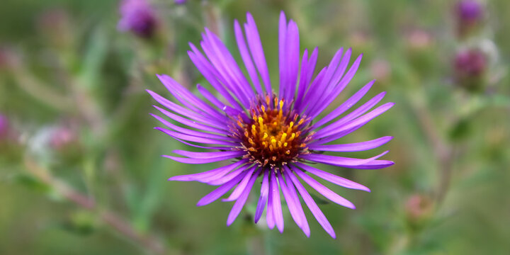 Wildflower in Purple