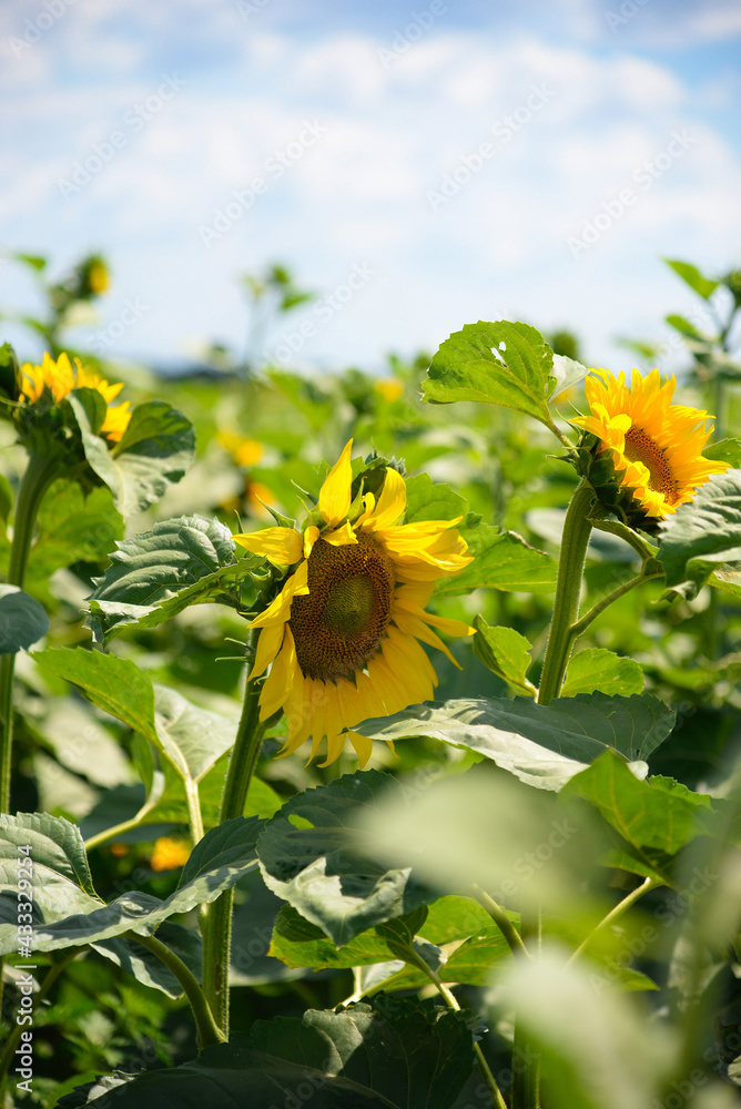 Sticker Sunflower flower and seeds. Sunflower field growing sunflower oil beautiful landscape of yellow sunflower flowers against blue sky, agriculture copy space