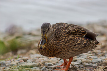 Duck standing on Pebbles