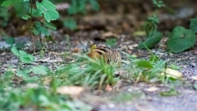 Chipmunk hiding in the Grass
