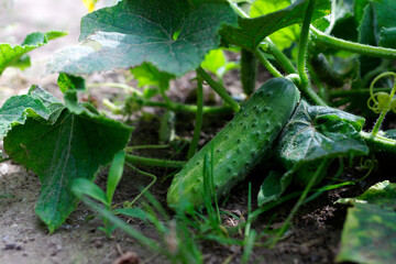 Obraz premium Ripe green cucumber in a garden bed, healthy leaves and soil around. Organic food grown in your own garden. 