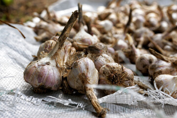 Garlic bulbs scattered on a white sack. They are drying in the sun, they are dirty with dry earth. Harvest from your own garden.