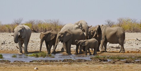 Obraz na płótnie Canvas Herd of African Elephants in Etosha National Park, Namibia