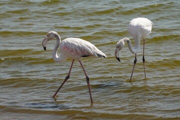 Obraz premium Greater Flamingos in Walvis Bay, Namibia