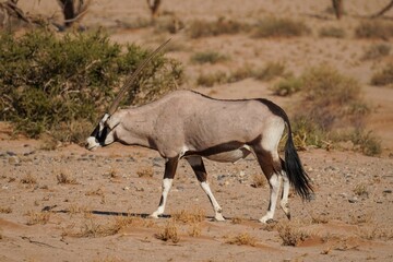Gemsbok in Namib-Naukluft National Park, Namibia