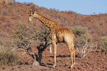 Giraffe in Palmwag, Namibia