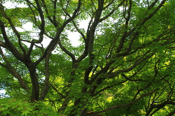 Nagoya (名古屋) | Gardens of Nagoya Castle