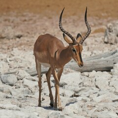 Naklejka na ściany i meble Black-faced Impala in Etosha National Park, Namibia