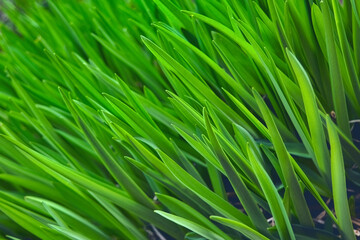 Young green grass in spring close-up. Fresh green grass close up nature background.