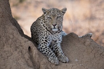 Leopard in Erindi Private Game Reserve, Namibia