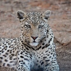 Leopard in Erindi Private Game Reserve, Namibia