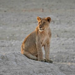 Lion in Etosha National Park, Namibia - obrazy, fototapety, plakaty