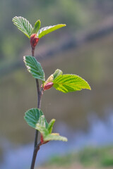 Dissolving bud on a blurred background close-up.