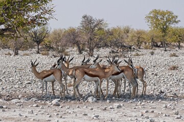 Naklejka na ściany i meble Springbok in Etosha National Park, Namibia
