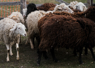 Obraz premium Flock of black white and brown curly haired and shaven sheep graze in pen in village. Sheep eat fresh green grass. Pasture of domestic sheep and rams walking on farm.
