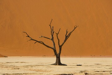 Fototapeta na wymiar Dead Tree at Deadvlei in Namib-Naukluft National Park, Namibia