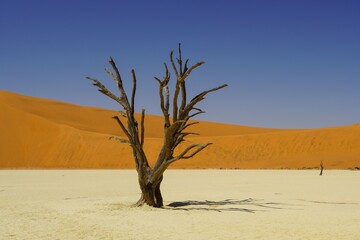 Dead Tree at Deadvlei in Namib-Naukluft National Park, Namibia