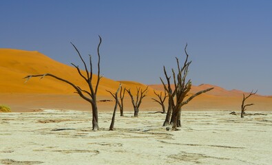 Fototapeta na wymiar Dead Trees at Deadvlei in Namib-Naukluft National Park, Namibia