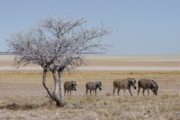 Burchell's Zebra in Etosha National Park, Namibia