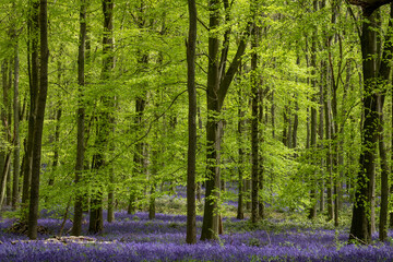 Carpet of bluebells growing in the wild on the forest floor under beech trees in springtime in Dockey Woods, Buckinghamshire UK. 