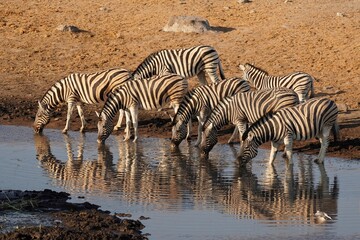 Fototapeta na wymiar Burchell's Zebra in Etosha National Park, Namibia