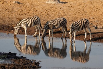 Fototapeta na wymiar Burchell's Zebra in Etosha National Park, Namibia