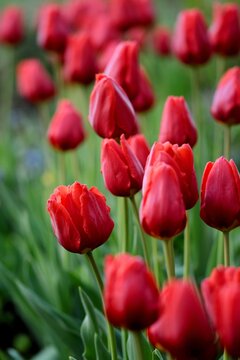 Red tulips field, expressive sunny image with spring flowers