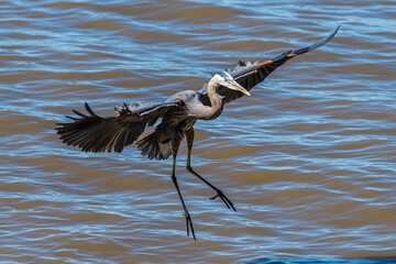 great blue heron ardea cinerea landing