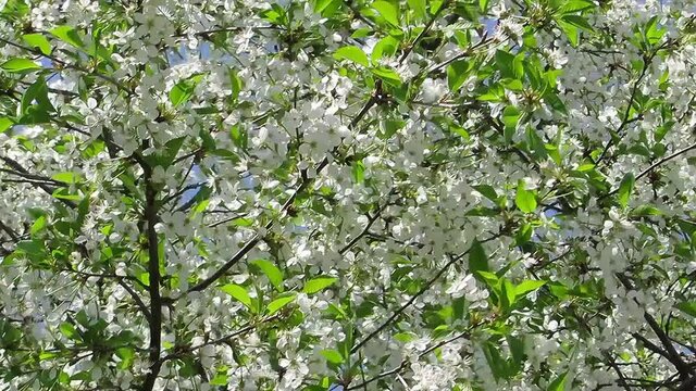 White cherry flowers white-green background