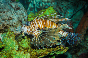 Lion Fish looking for food