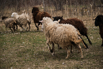 Flock of black white and brown curly haired and shaven sheep graze in pen in village. Sheep eat fresh green grass. Pasture of domestic sheep and rams walking on farm.