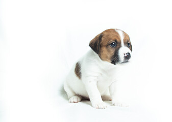 Parson Russell Terrier puppies in front of white background