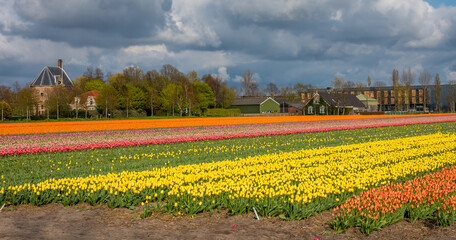 Dever castle in dutch city of Lisse with tulip fields of various colours in the foreground