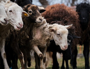 Fototapeta premium Flock of black white and brown curly haired and shaven sheep graze in pen in village. Sheep eat fresh green grass. Pasture of domestic sheep and rams walking on farm.
