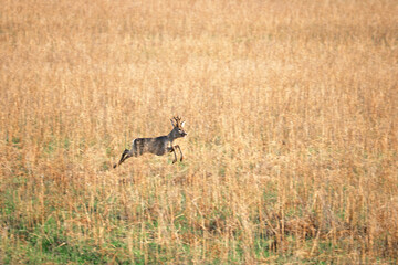 Naklejka na ściany i meble roe deer rushes across the field