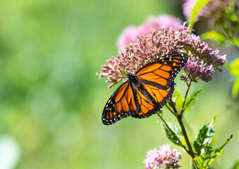 A Monarch Butterfly (Danaus plexippus) feeding on the pink flowers of Joe-Pye Weed (Eutrochium purpureum). Closeup.  Copy space.