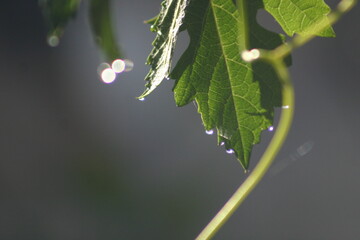 Grape Leaves with Water Drops Showing the Process of Transpiration as the Drips Gather at the Tips...