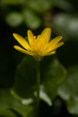 Closeup of yellow pilewort flower in spring