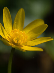 Closeup of yellow pilewort flower in spring