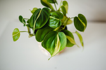 philodendron brasil plant in a pot