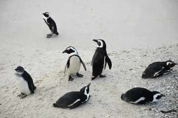 Obraz premium African penguins at Boulders Beach, South Africa
