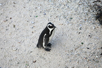 African penguins at Boulders Beach, South Africa
