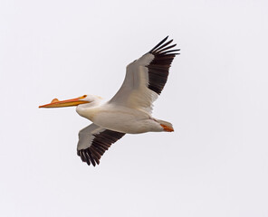 Fototapeta na wymiar White Pelican Flying Overhead