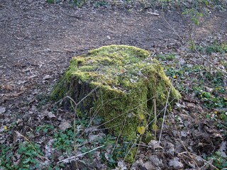 Forest stump overgrown with moss 