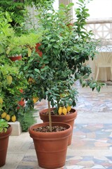 Fototapeta na wymiar Lemon tree in the garden, Italy