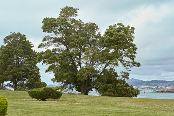 beautiful tree planted right next to the sea with blue sky and green grass around