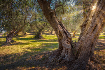Secular olive trees in the Gargano region, Puglia, Italy
