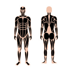 Human muscular system