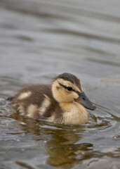 Mallard duckling swimming, North Yorkshire, United Kingdom