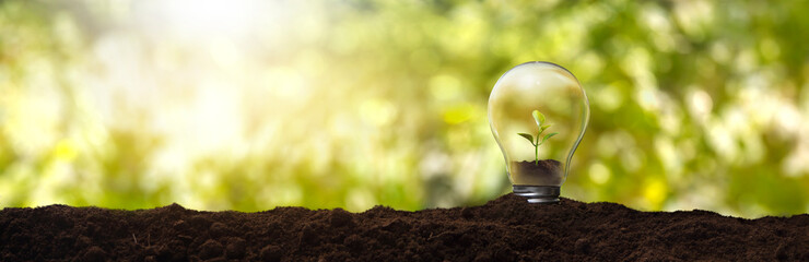 Light bulb with a plant inside - concept of environmental care and sustainable energy